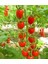 20 Adet Cherry Domates Tohumu 1