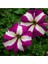 10 Adet Natural Trailing Petunia Purple Star Tohumu 2