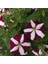 10 Adet Natural Trailing Petunia Purple Star Tohumu 3