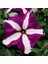 10 Adet Natural Trailing Petunia Purple Star Tohumu 4