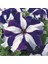 10 Adet Natural Trailing Petunia Purple Star Tohumu 5