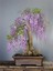 5 Adet Purple Rain Wisteria Living Room Bonsai Tohumu 1