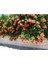 5 Adet Seeds Orange Trumpet Vine Tohumu 2