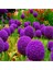 20 Adet Giant Ball Onion Allium Christophii Huge Hardy Perennial Tohumu 1