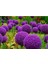 20 Adet Giant Ball Onion Allium Christophii Huge Hardy Perennial Tohumu 3