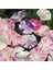 Ipomoea Purpurea 'carnevale Di Venezia' Çiçek Tohumu 1