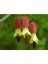 10 Adet Özel Renkli Abutilon Hybridum Çiçek Tohumu Ithal 1