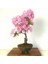 Bodur Cherry Blossom Bonzai Ağacı Tohumu 5 Adet Bonsai Ağacı Tohumu 4