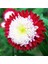 10 Adet Aster Pompon Winter Cherry Red Tohumu 1