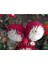 10 Adet Aster Pompon Winter Cherry Red Tohumu 4