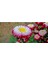 10 Adet Aster Pompon Winter Cherry Red Tohumu 5