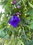 5 Adet Blue Butterfly Flower Tohumu 1