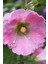 5 Adet Mixed Color Hollyhock Tohumu 2