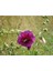 5 Adet Mixed Color Hollyhock Tohumu 3