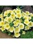 10 Adet Natural Trailing Petunia Yellow Star Tohumu 2