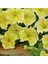 10 Adet Natural Trailing Petunia Yellow Star Tohumu 3