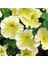 10 Adet Natural Trailing Petunia Yellow Star Tohumu 4