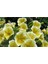10 Adet Natural Trailing Petunia Yellow Star Tohumu 5