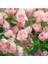5 Adet Pink Rose Gül Tohumu 1