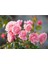 5 Adet Pink Rose Gül Tohumu 3