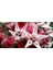 10 Adet Showy Milkweed Tohumu 2