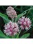 10 Adet Showy Milkweed Tohumu 3