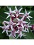 10 Adet Showy Milkweed Tohumu 4