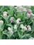 10 Adet Showy Milkweed Tohumu 5