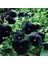 10 Adet Black Pansy Tohumu 5