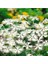 Dianthus Superbus White Bol Kokulu Karanfil Çiçeği Tohumu 1