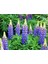 5 Adet Lupin Blue Flame Giant Tohumu 2