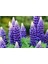 5 Adet Lupin Blue Flame Giant Tohumu 4