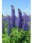 5 Adet Lupin Blue Flame Giant Tohumu 5