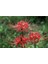 10 Adet Red Lycoris Radiata Tohumu 2