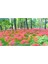 10 Adet Red Lycoris Radiata Tohumu 3