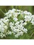 10 Adet Whorled Milkweed Tohumu 1