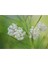 10 Adet Whorled Milkweed Tohumu 2