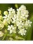 10 Adet Whorled Milkweed Tohumu 3