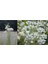 10 Adet Whorled Milkweed Tohumu 4