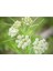 10 Adet Whorled Milkweed Tohumu 5