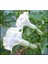 10 Adet White Ballerina Trumpet Tohumu 1