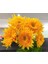 15 Adet Garden Sun Flower Gold Dwarf Tohumu 2