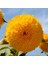 15 Adet Garden Sun Flower Gold Dwarf Tohumu 4