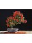 Pyracantha Bonsai Ağacı Tohumu 3 Adet 1