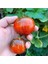 20 Adet Cosmos Domates Tohumu 1