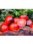 20 Adet Cosmos Domates Tohumu 3