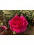 10 Adet Mix Clımbıng Rose Rosa Bush Tohumu 2