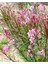 20 Adet Pink Gaura Whırlıng Butterflıes Tohumu 1