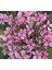 20 Adet Pink Gaura Whırlıng Butterflıes Tohumu 2