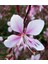 20 Adet Pink Gaura Whırlıng Butterflıes Tohumu 3